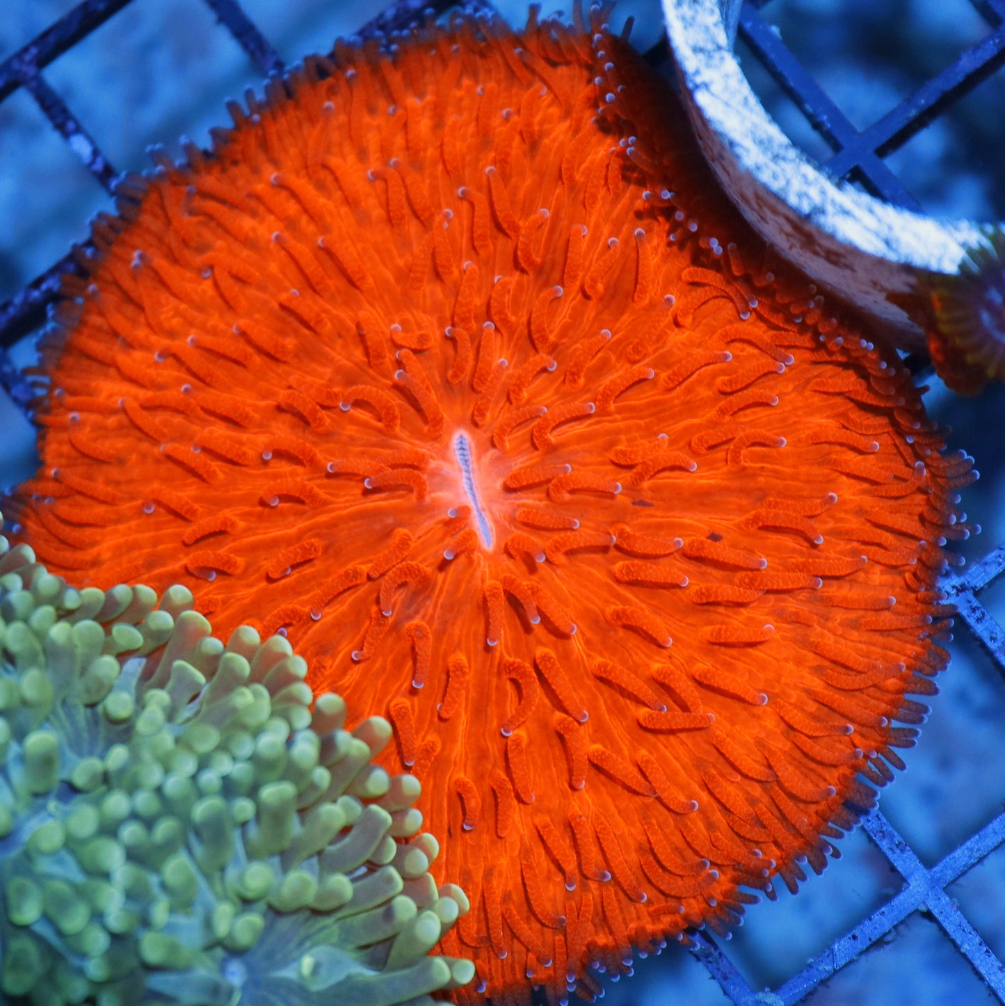 Plate Metallic orange