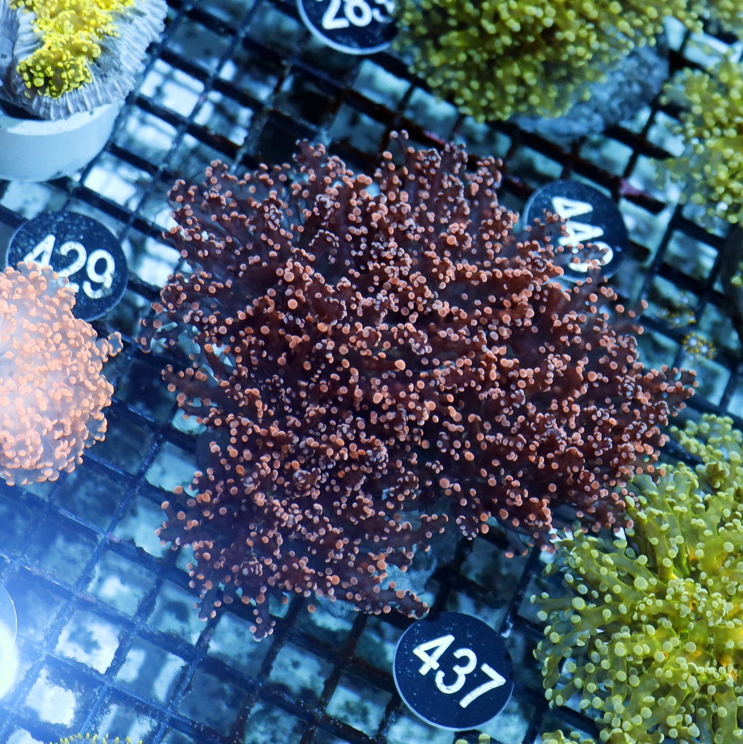 Frogspawn Octopus branching orange BK437