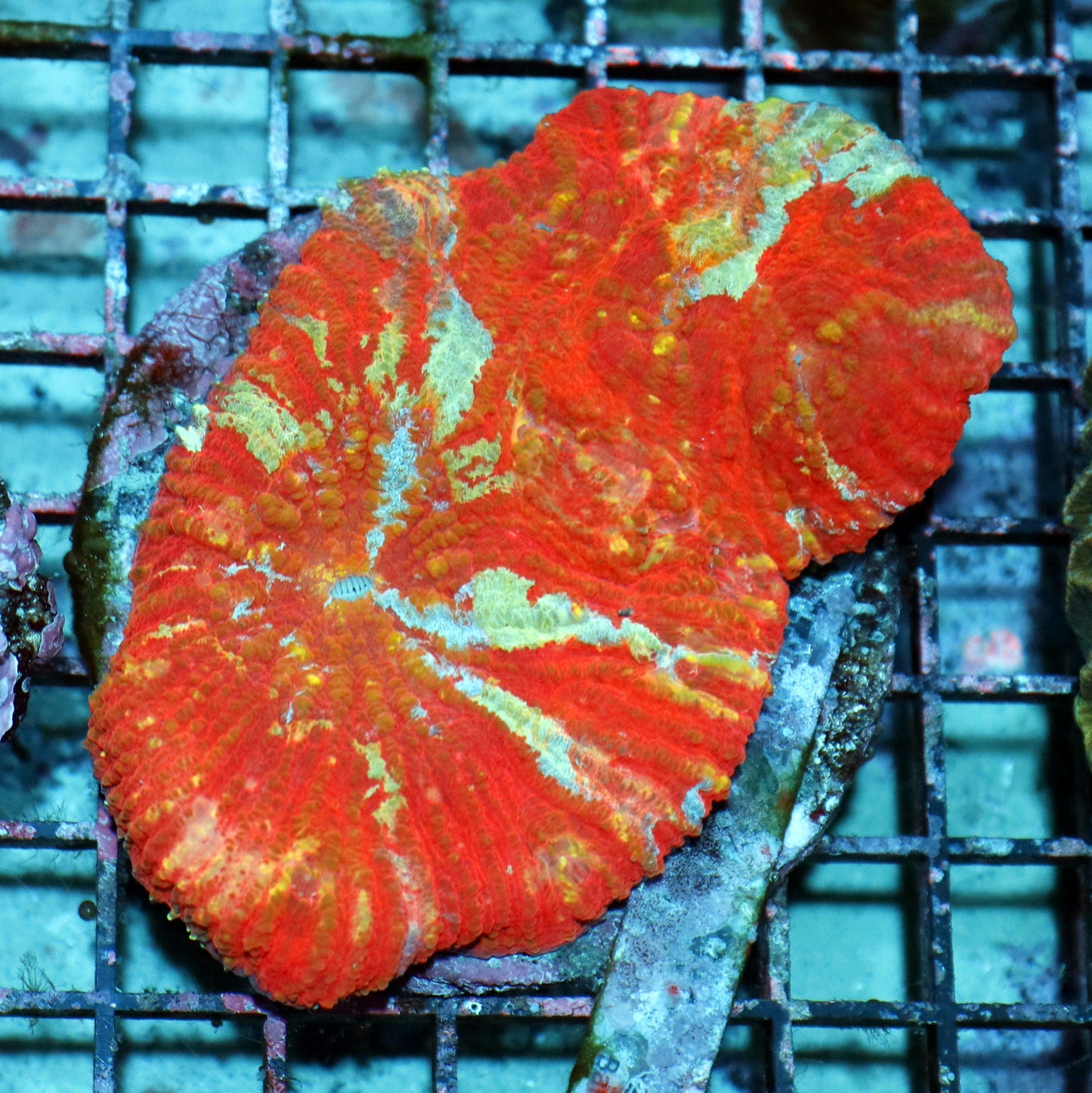 AUSTRALOMUSSA ROWLEYENSIS