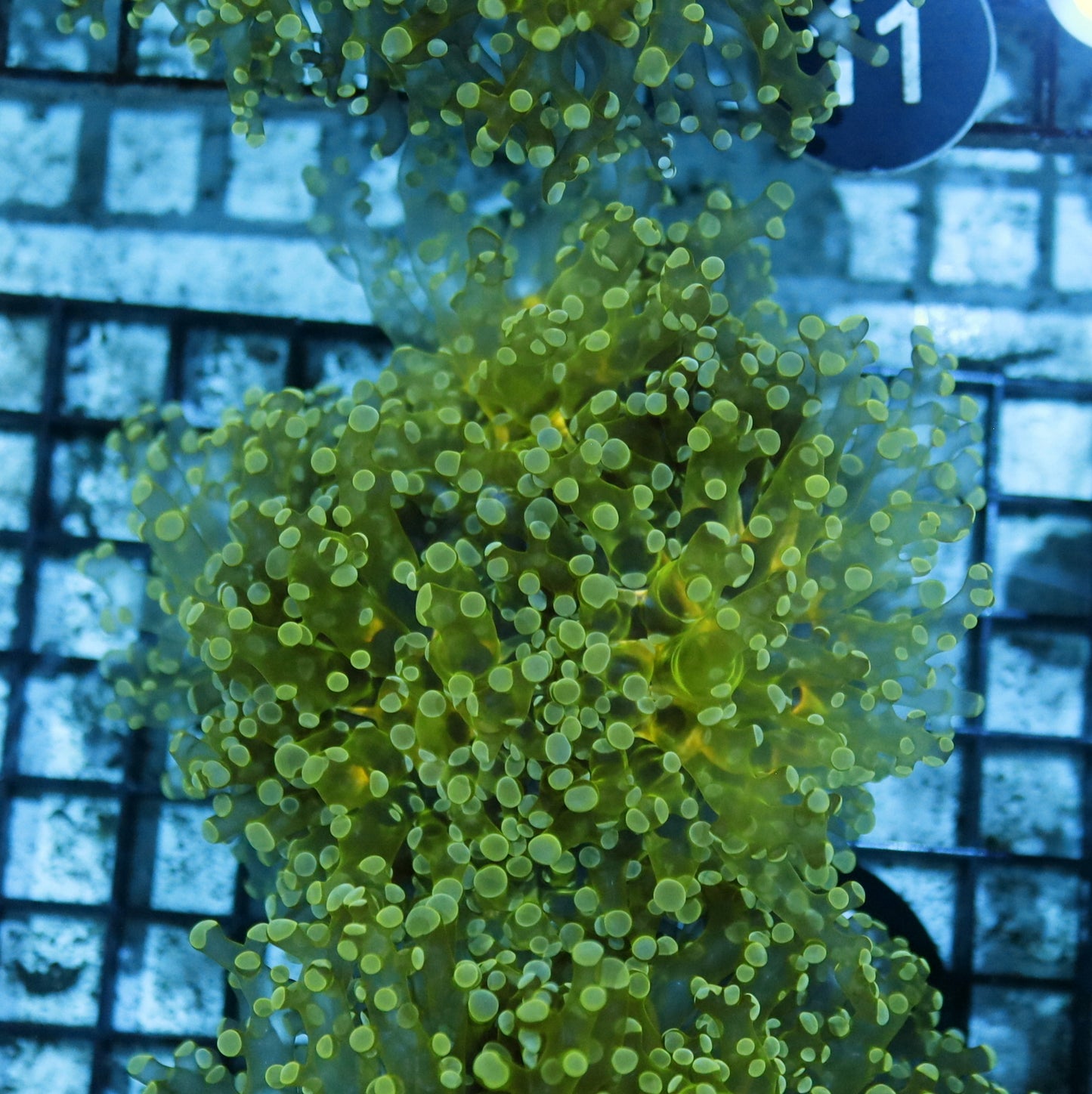 Frogspawn Branching Metallic green BK06