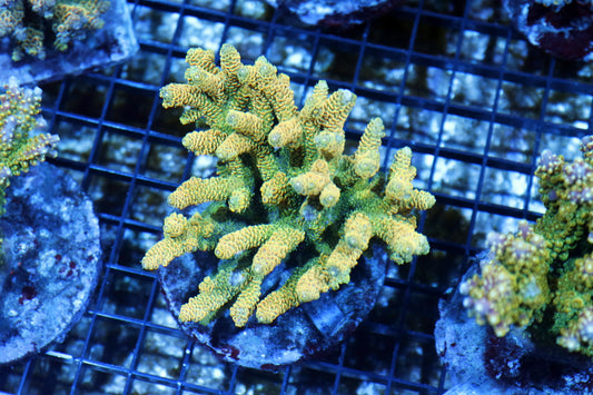 Acropora colony