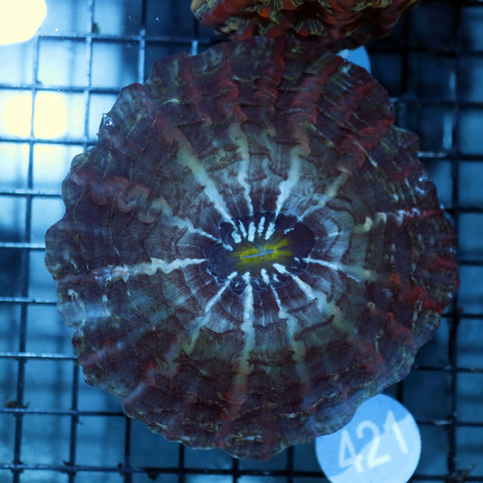 Indophyllia B421