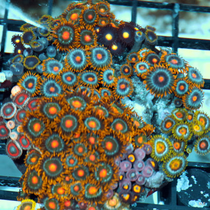 zoanthid combo  r124