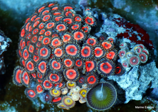 ZOANTHIDS