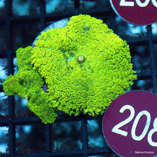 Mushroom neon green Rhodactis r208