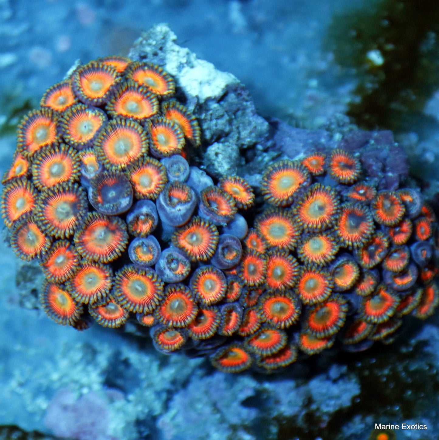 ZOANTHIDS