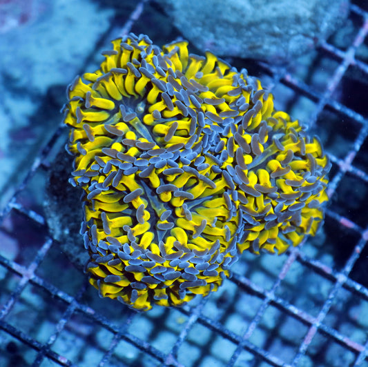 Hammer Branching Metallic Green/purple