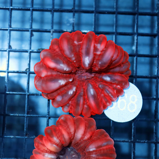 Cynarina metallic red B368