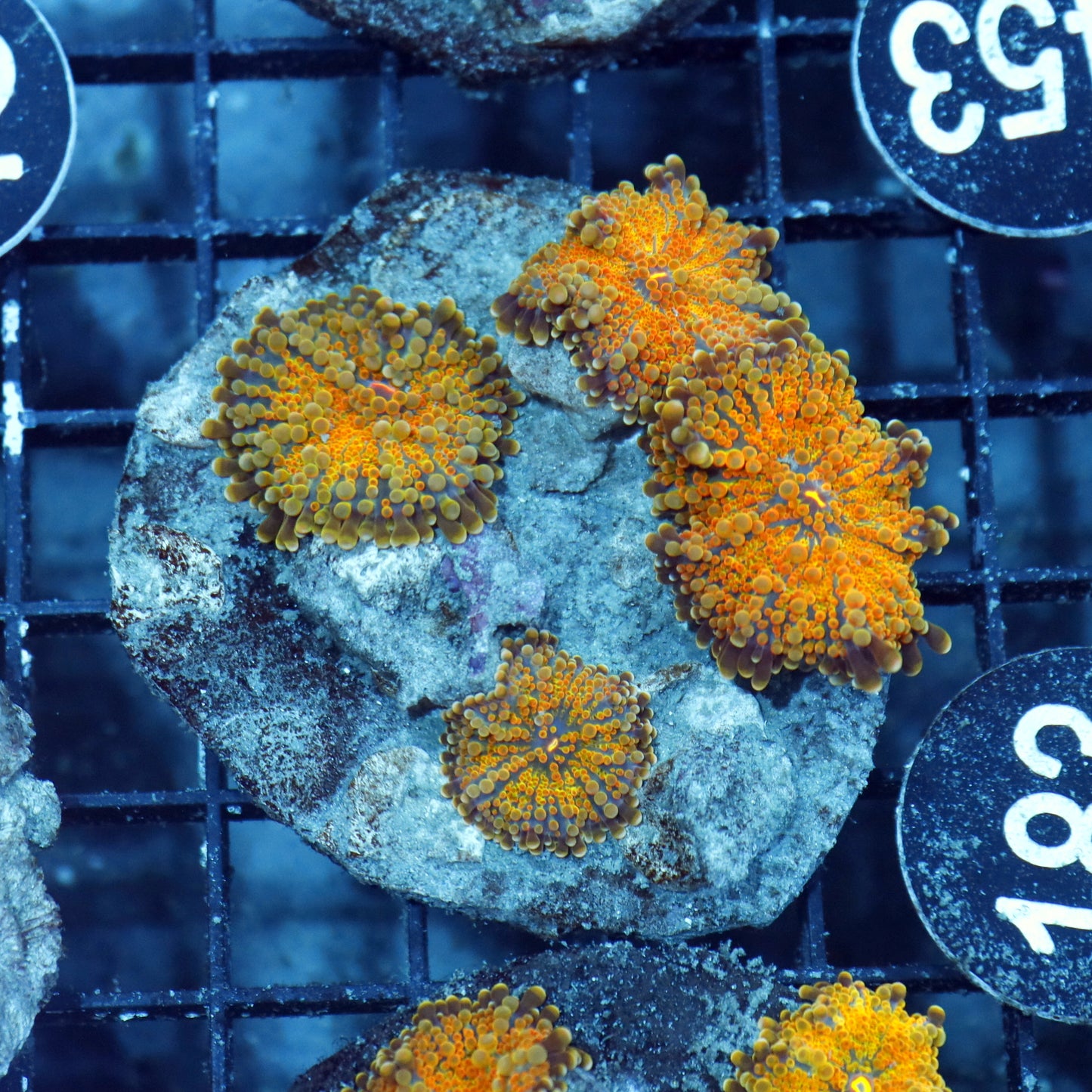 Mushroom ricordea rock orange metallic BK183
