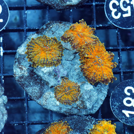 Mushroom ricordea rock orange metallic BK183