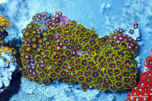 ZOANTHIDS