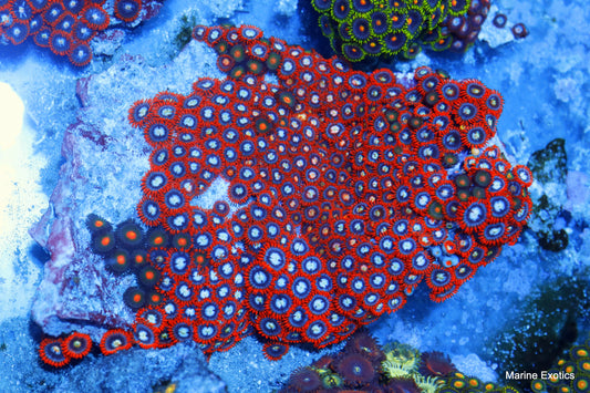 ZOANTHIDS FIRE AND ICE COLONY lrg