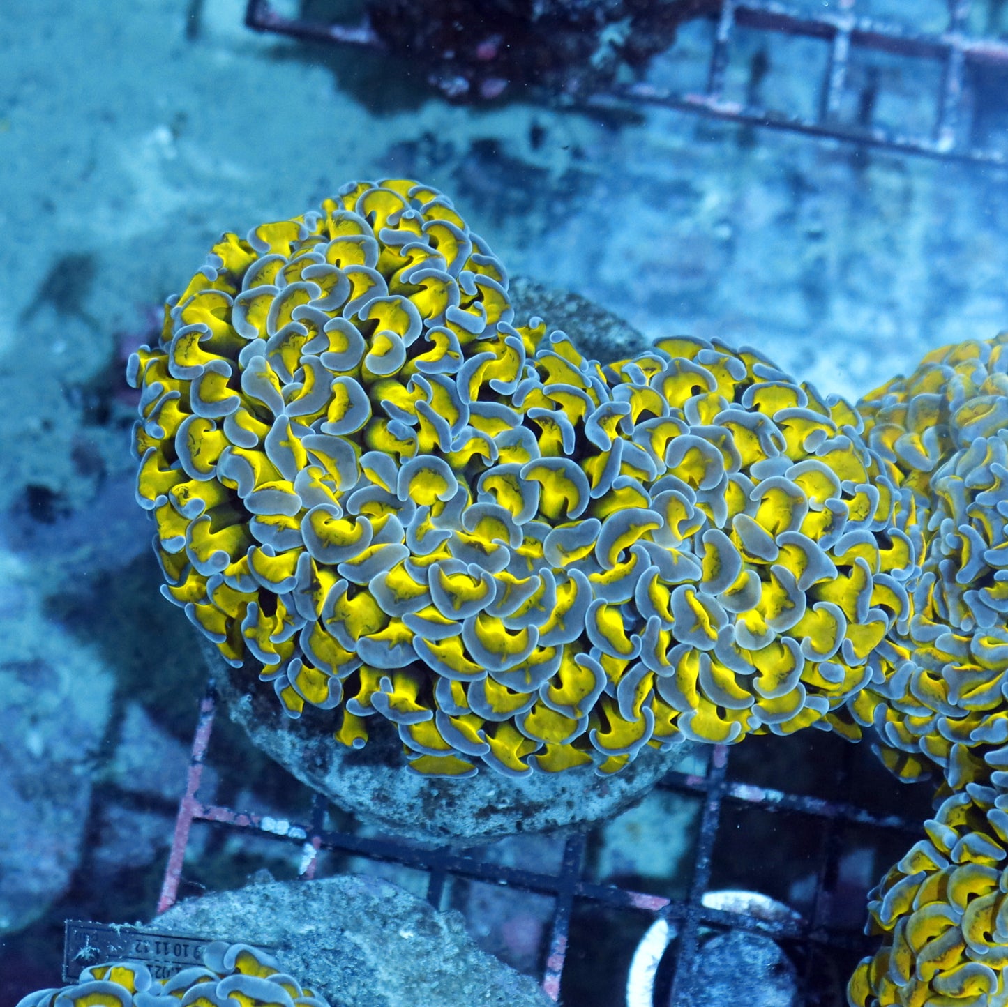 Hammer wall  Metallic green/purple