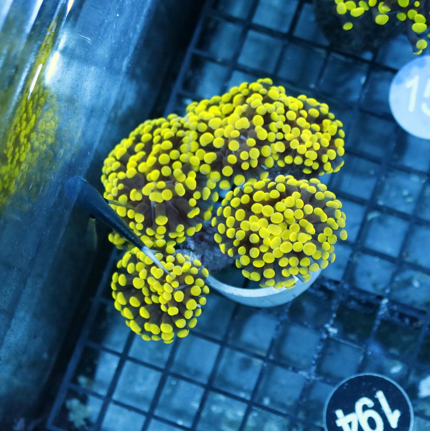 Hammer Metallic Bk194