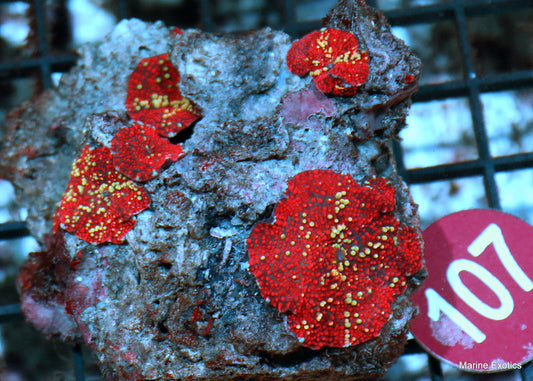 Mushroom ultra red/white speckled r107