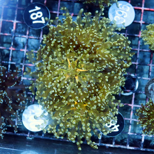Frogspawn Metallic green and yellow BK480