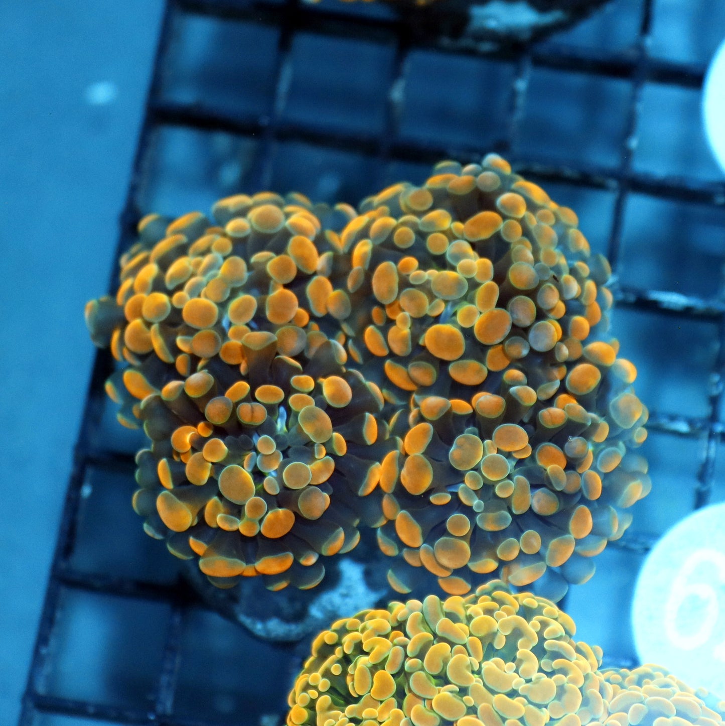 Hammer gold branching B379