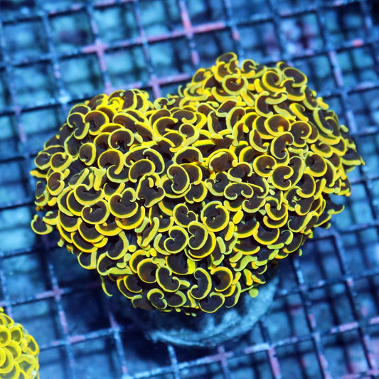 Hammer wall  Metallic yellow