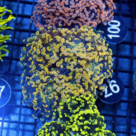 Hammer gold branching BK97