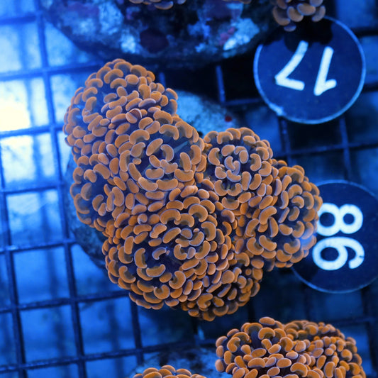 Hammer gold branching BK98