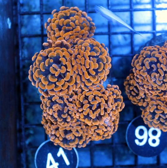 Hammer gold branching BK41