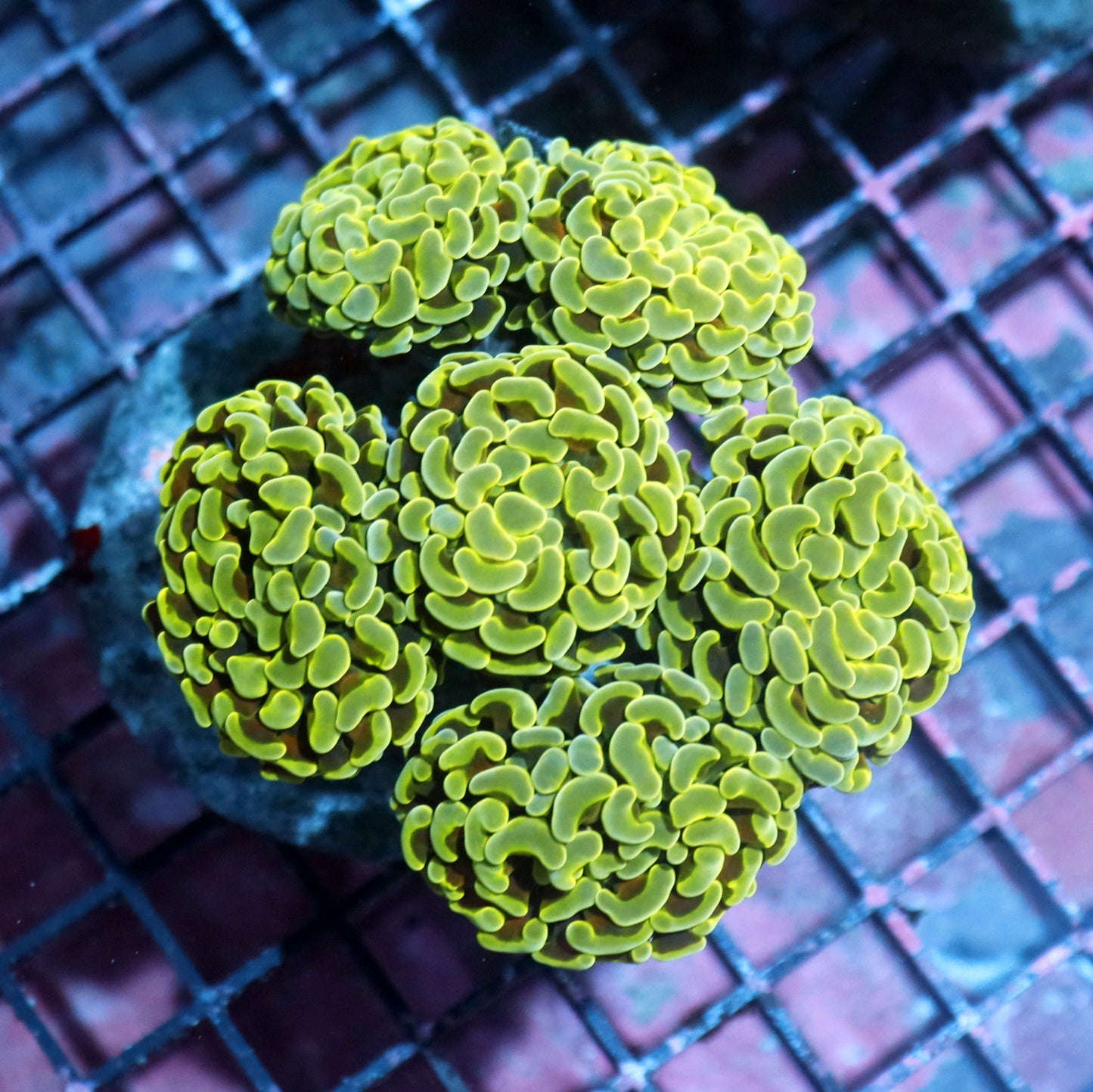 Hammer Branching Metallic green