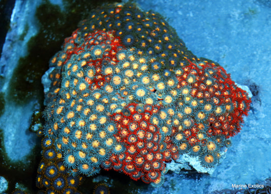 ZOANTHID COMBO