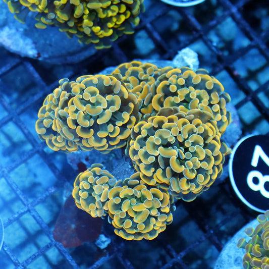 Hammer gold branching BK87