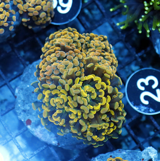 Hammer gold branching BK23