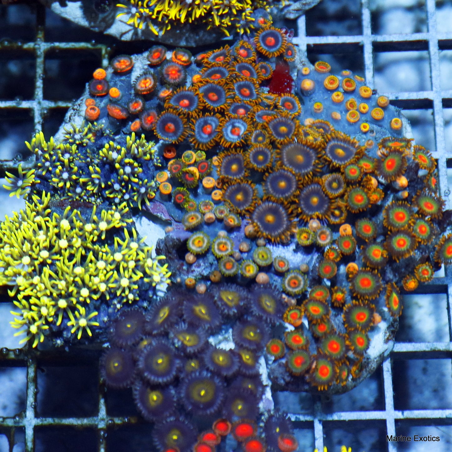 ZOANTHID COMBO