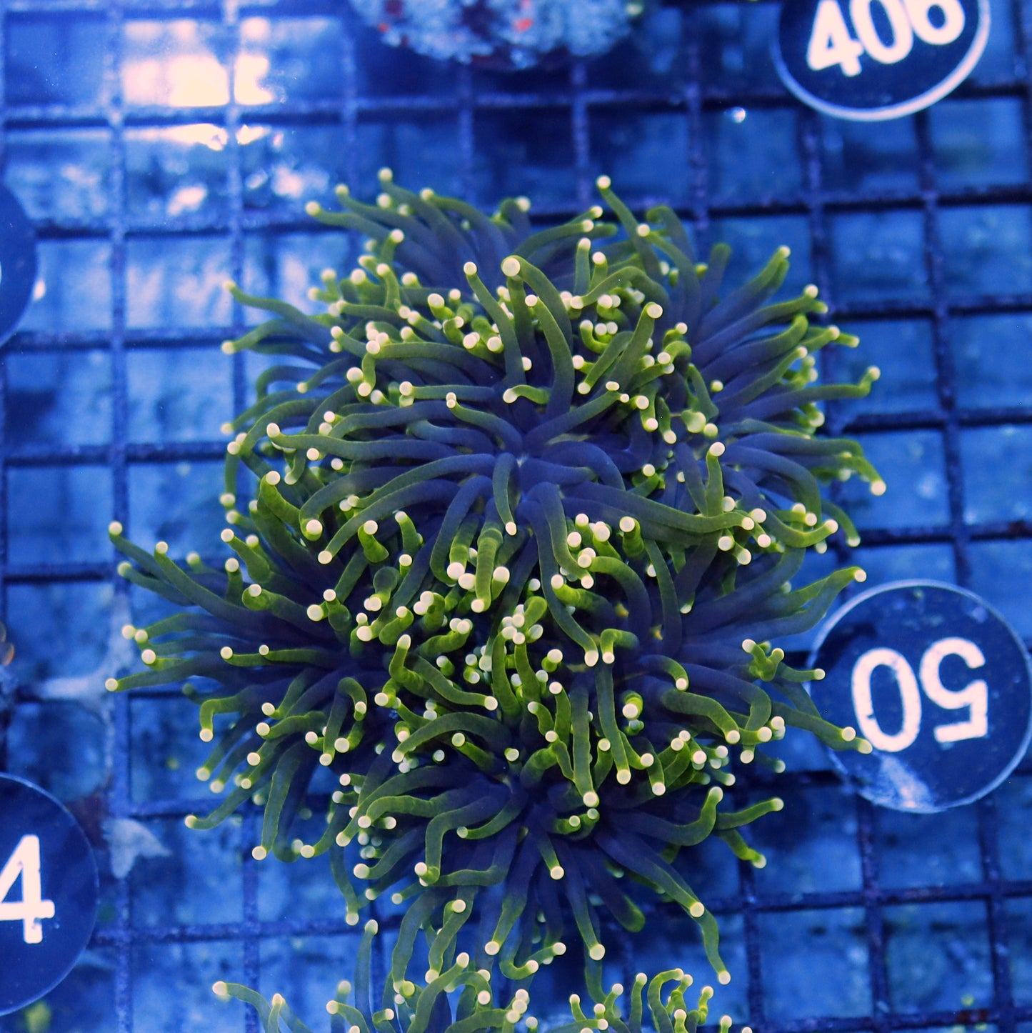 Torch gaslighter metallic tips BK50