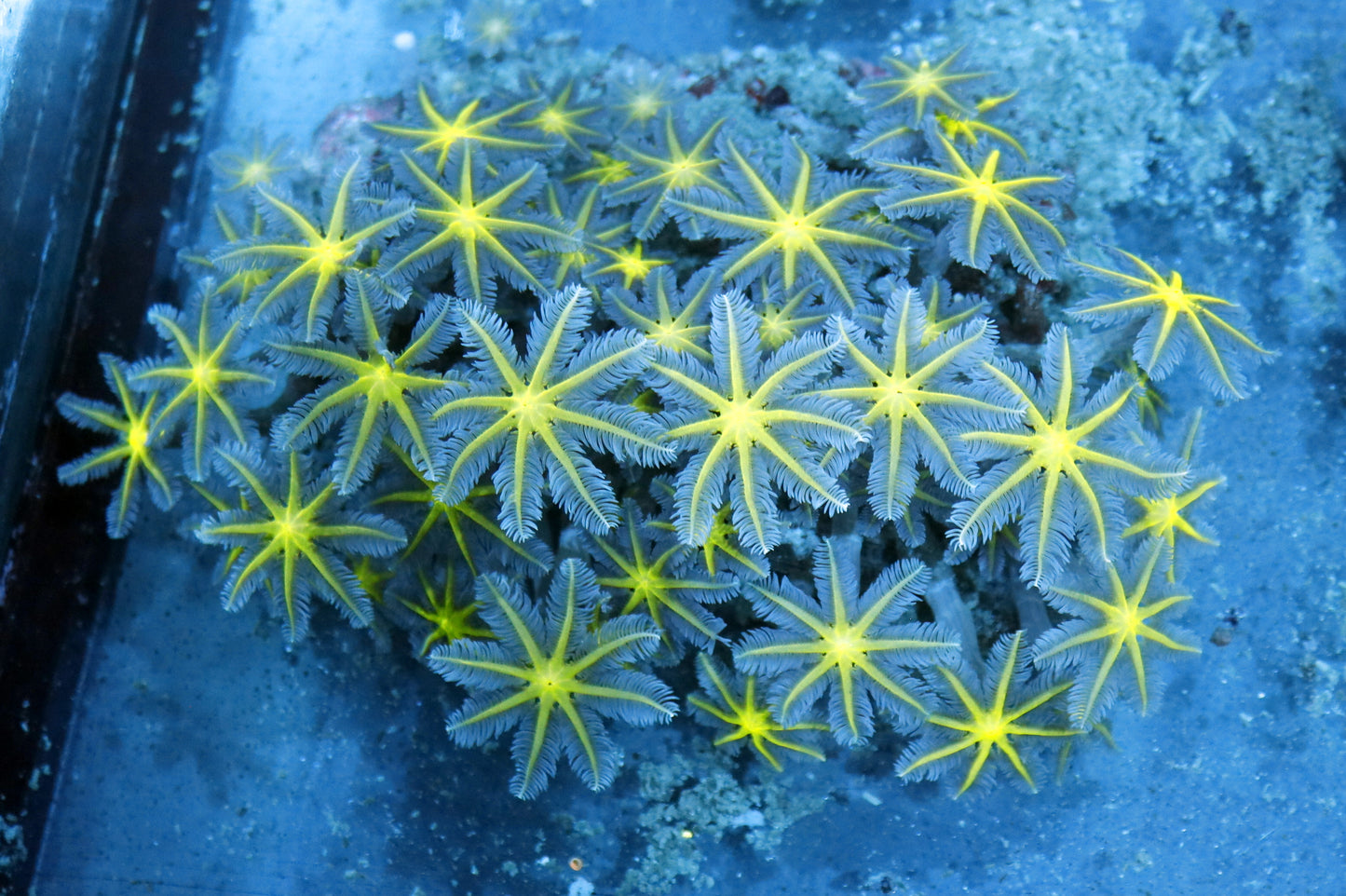 Clove polyps Green metallic