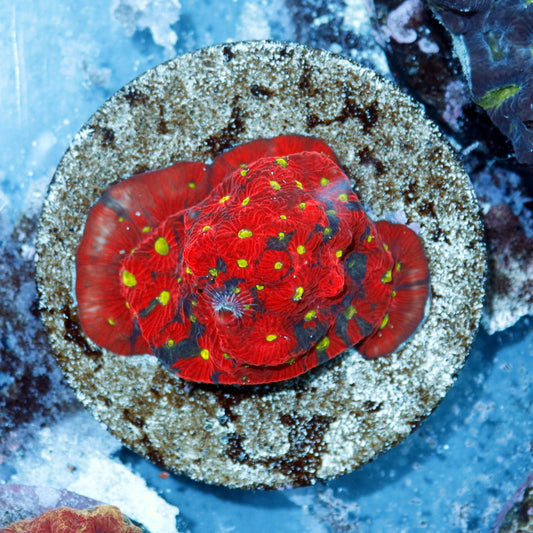 Favia War coral