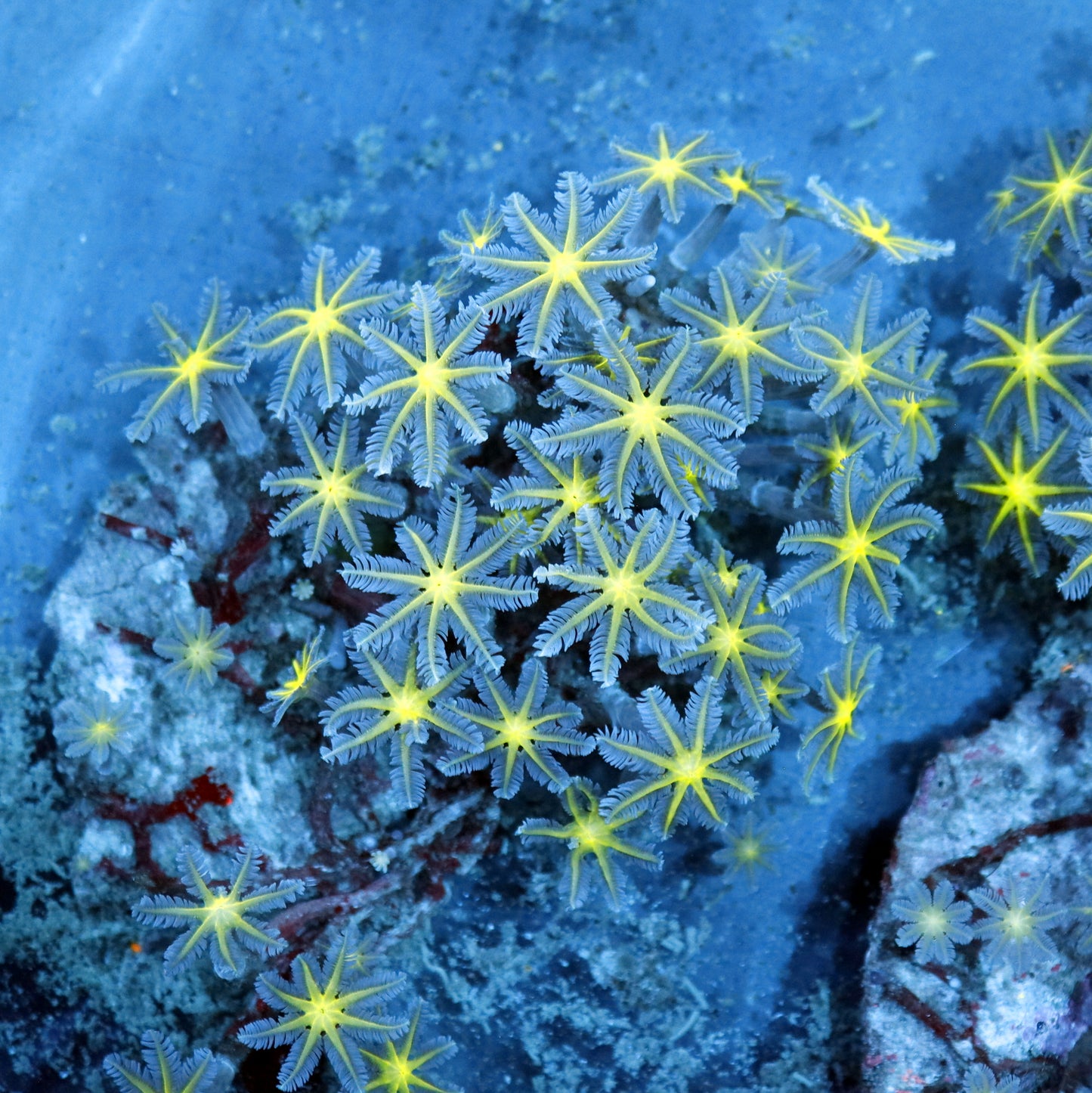 Clove polyps Green metallic