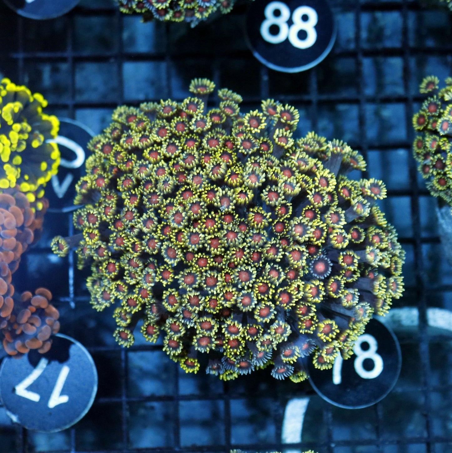 Goniopora Multi color BK78