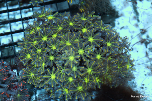 Clove polyps neon green