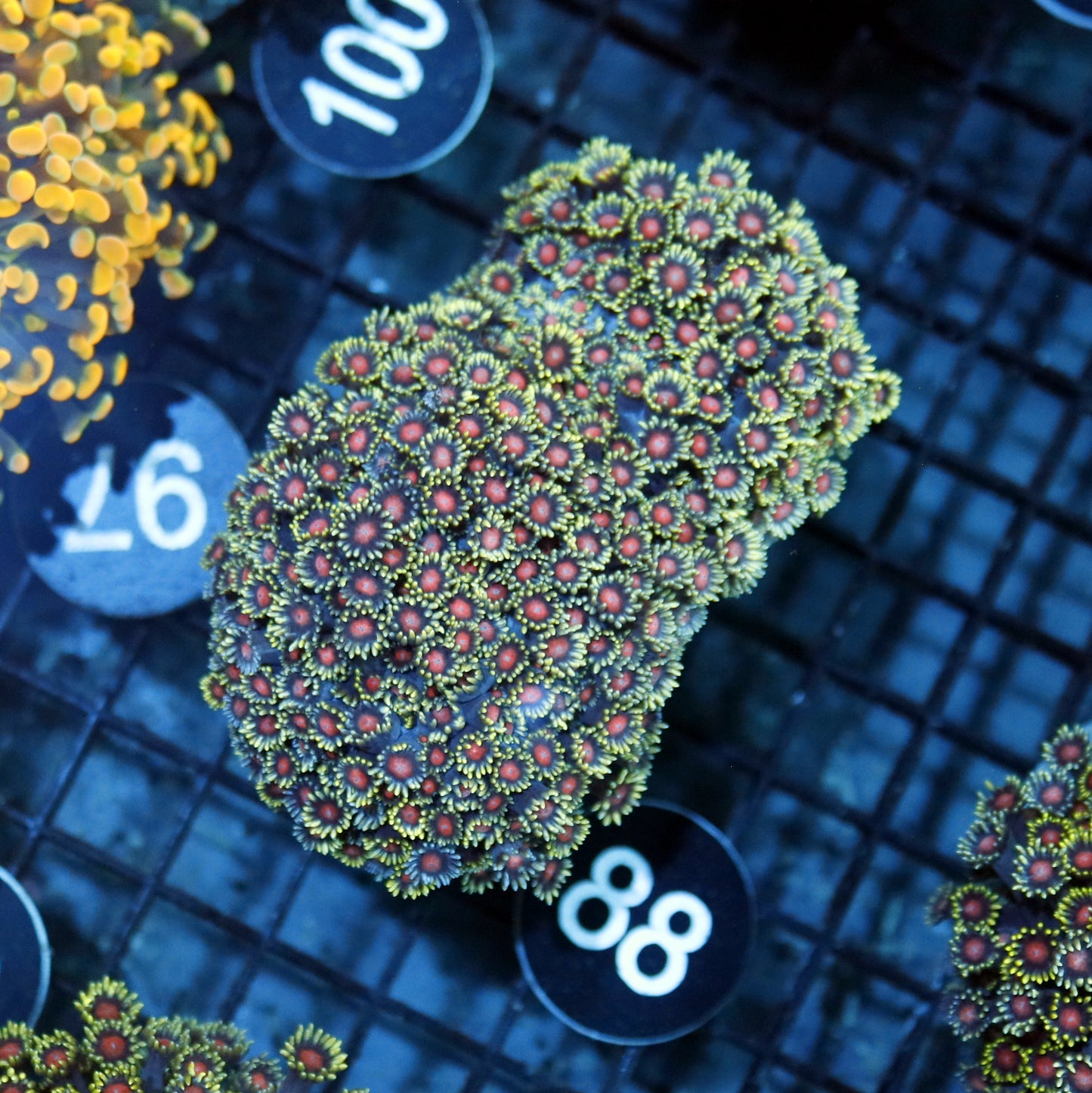 Goniopora Multi color BK88