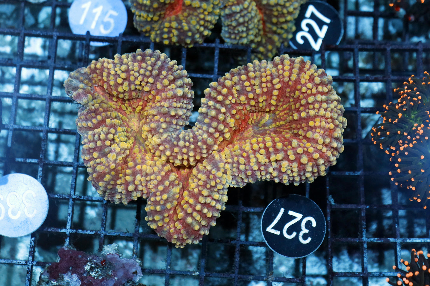 Lobophyllia Brain BK327