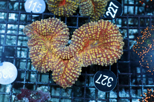 Lobophyllia Brain BK327