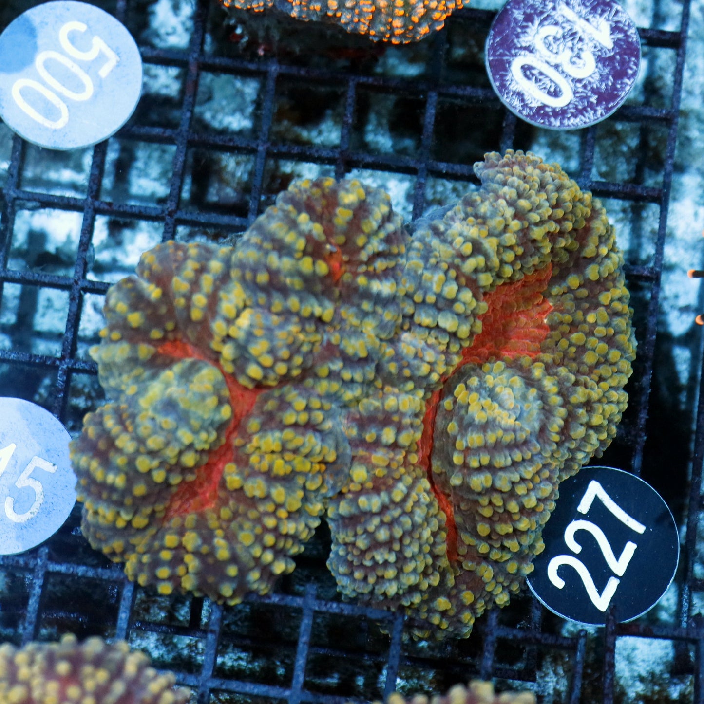 Lobophyllia Brain BK227
