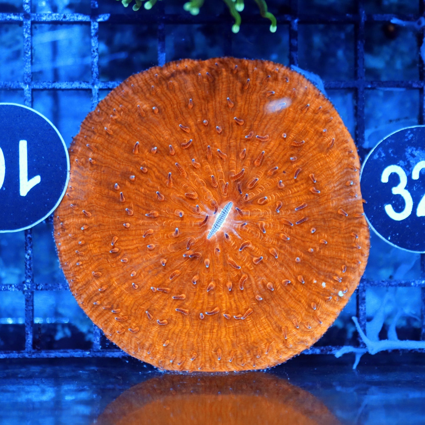 Plate metallic orange BK329