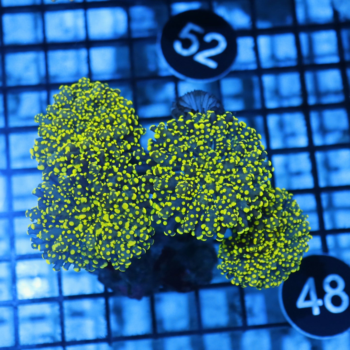 Frogspawn Branching Metallic green BK48