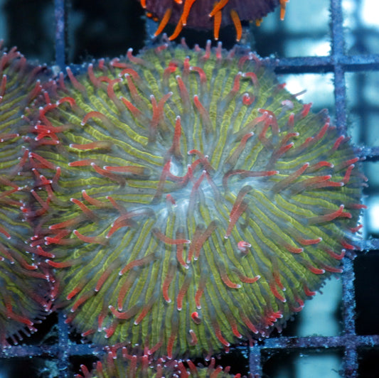 Plate assorted Green with red tips