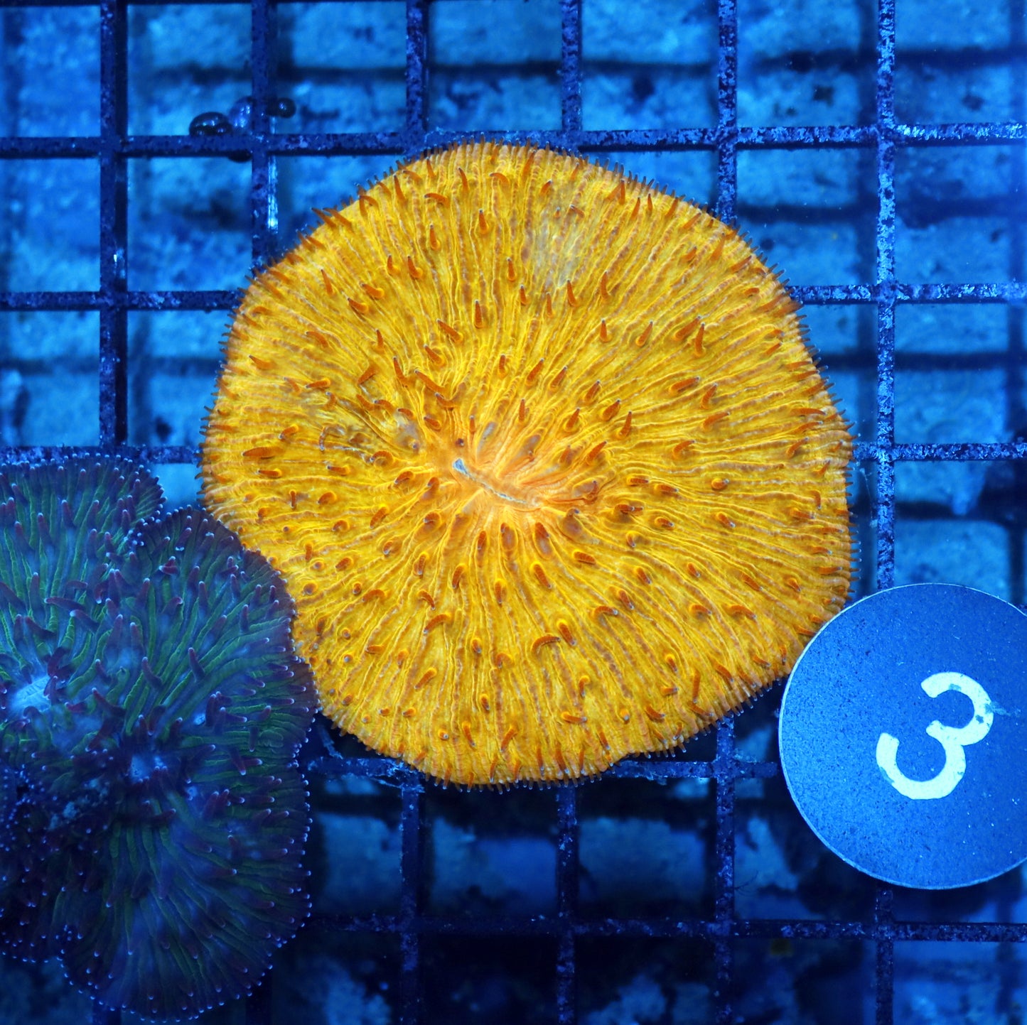 Plate metallic orange BK3