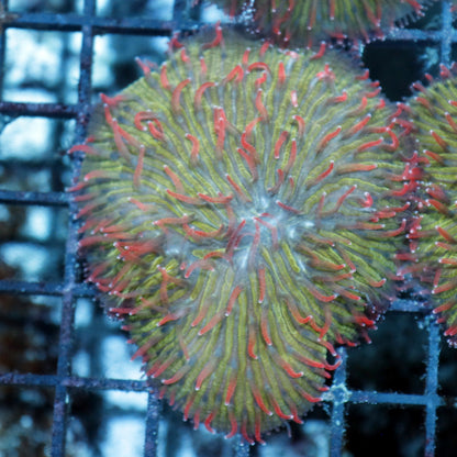 Plate assorted Green with red tips