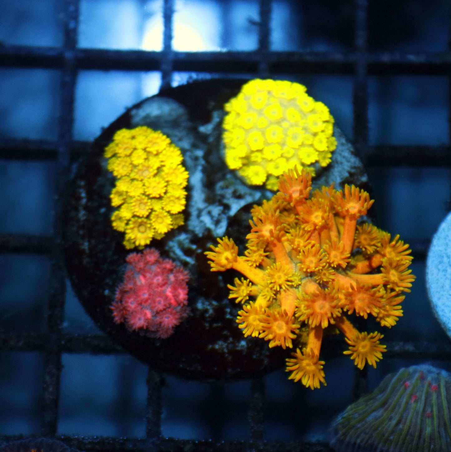 Goniopora combo B451