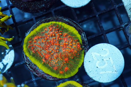 Chalice watermelon B257