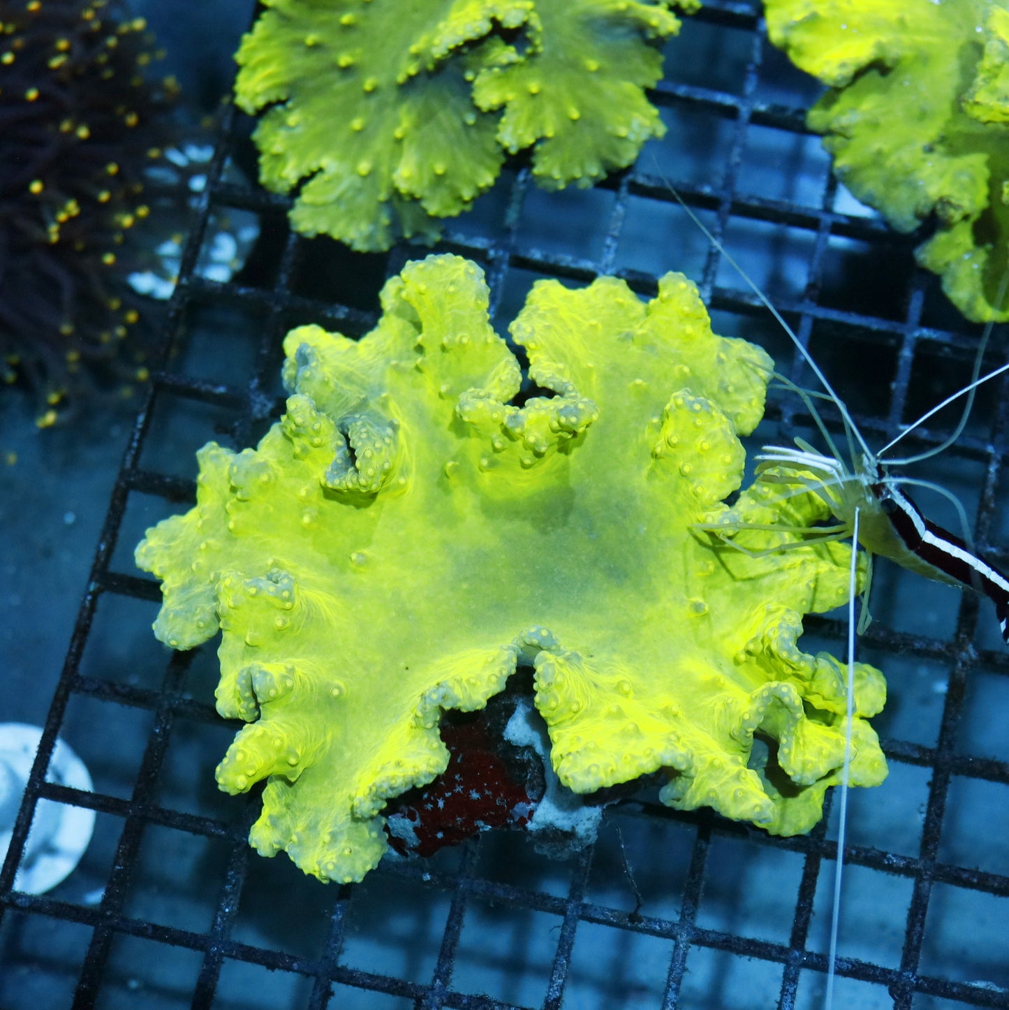 Leather coral metallic Green