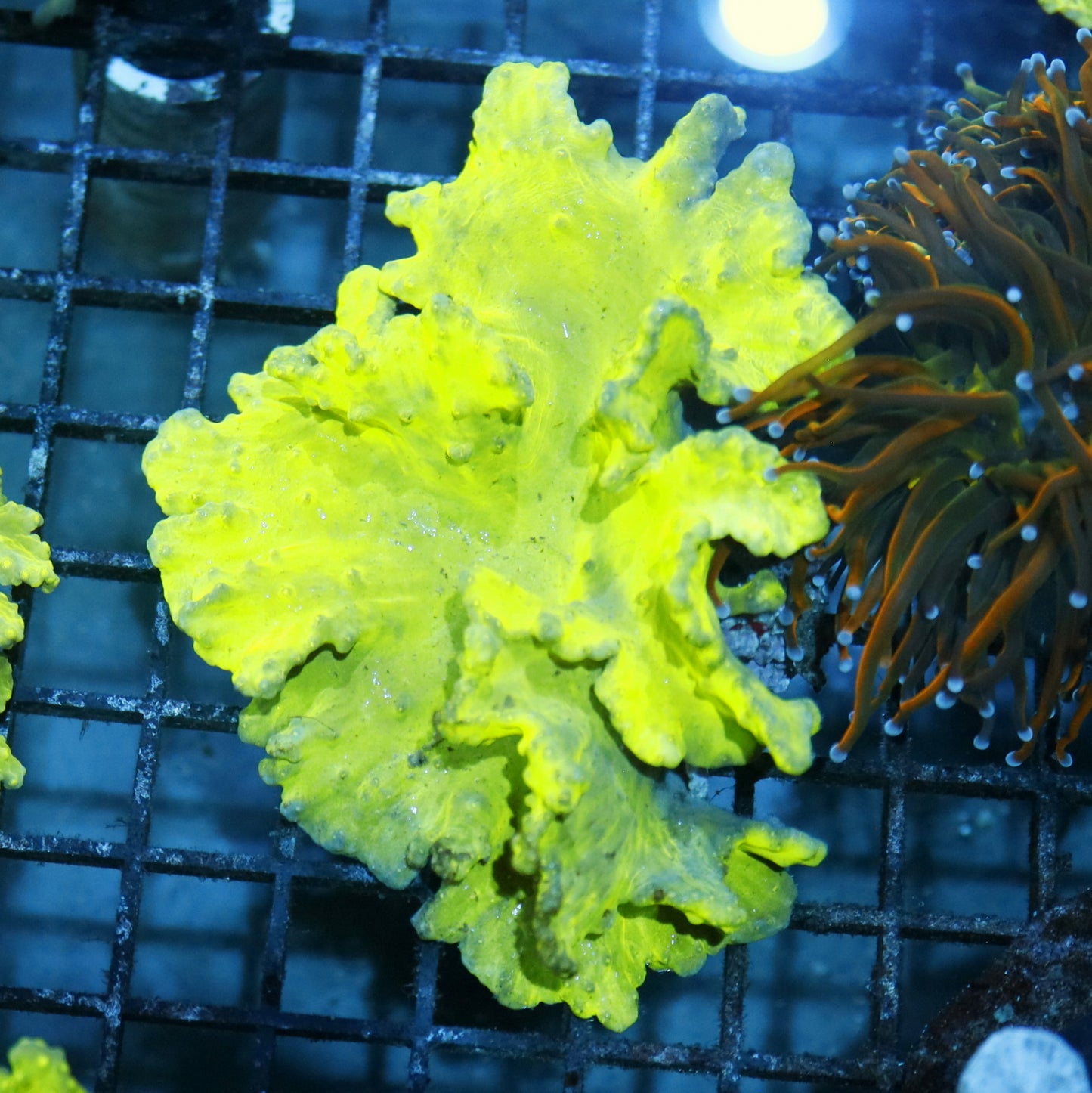 Leather coral metallic Green