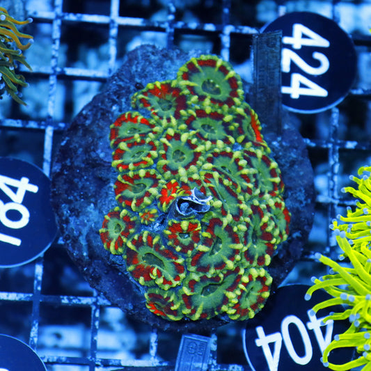 Acan lord indo BK404